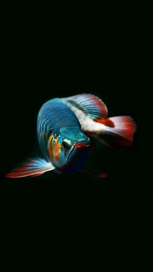 龍魚不開口吃東西的原因及解決方案（龍魚不開口吃東西可能會引起飼養(yǎng)者的擔憂）