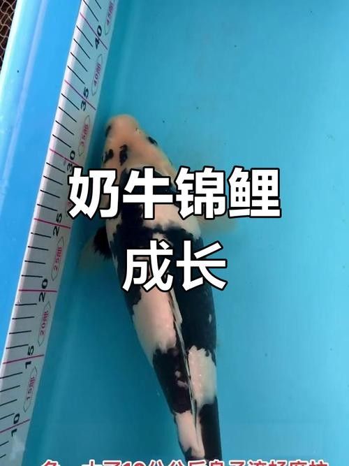 奶牛錦鯉和白寫錦鯉的區(qū)別，（奶牛錦鯉和白寫錦鯉的主要區(qū)別）