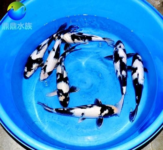 奶牛錦鯉和白寫錦鯉的區(qū)別，（奶牛錦鯉和白寫錦鯉的主要區(qū)別）