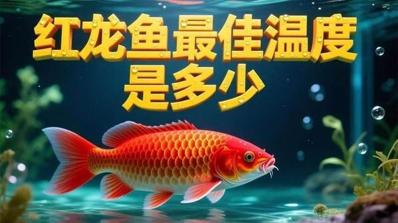 香洲紅龍魚的飼養要點（香洲紅龍魚怎么樣？） 香洲紅龍魚的飼養要點（香洲紅龍魚怎么樣？） 觀賞魚百科 第11張