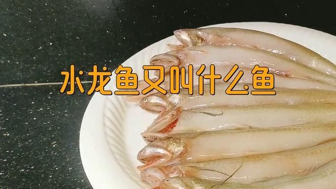 水龍魚的生活習性與養護技巧（水龍魚有哪些常見的烹飪方法水龍魚適合哪些人群食用）