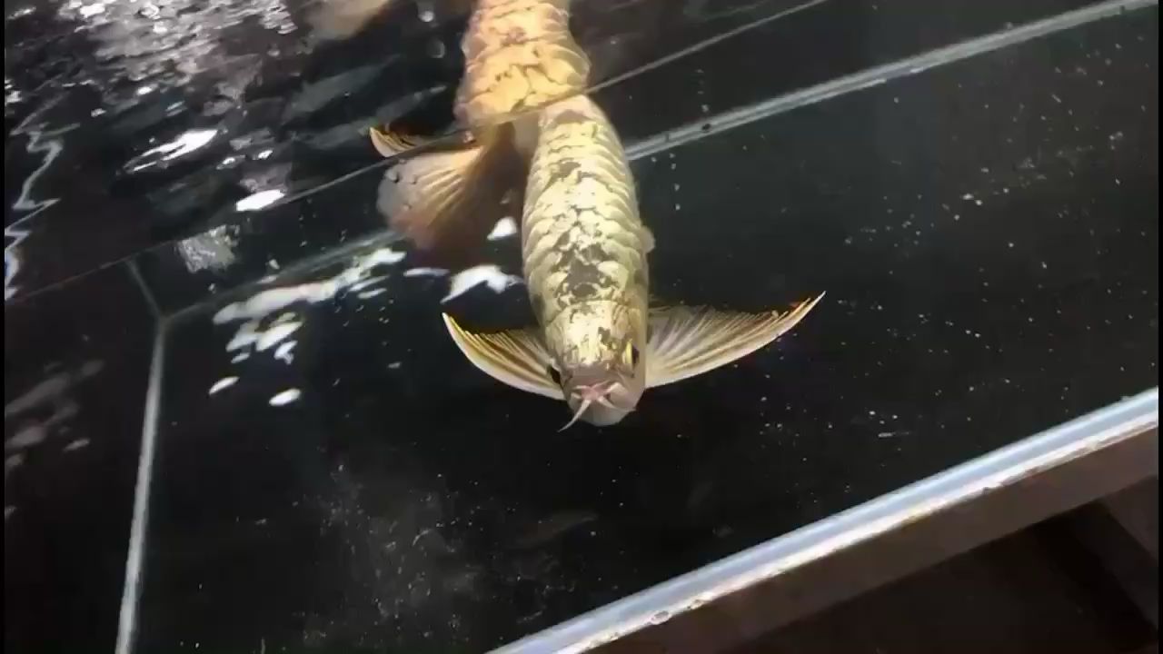 魚商談什么養不養的，魚友說：魚商談什么養不養的，賣就完了（魚友說：不養了，殺殺吃掉，哈哈我帶酒，千里一九龍混養魚）