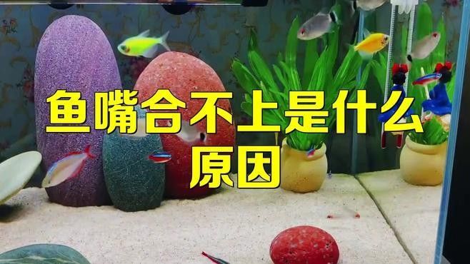 龍魚嘴巴合不上最簡單三個地方（導致龍魚口合不上的最簡單三個原因）