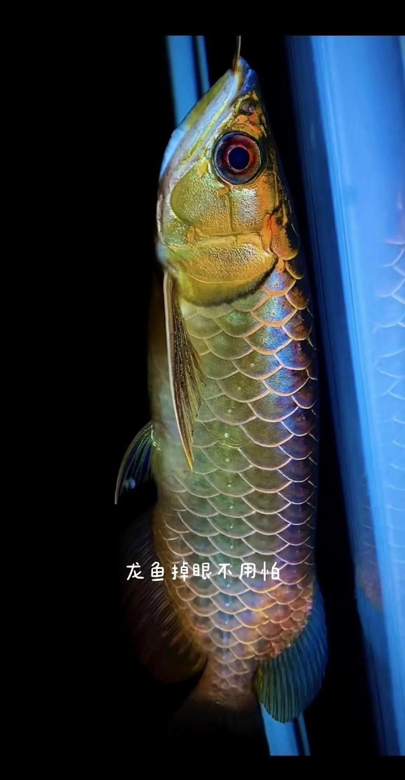 龍魚掉眼10個原因及解決方法松露巧克力電豹員（如何防止龍魚掉眼）