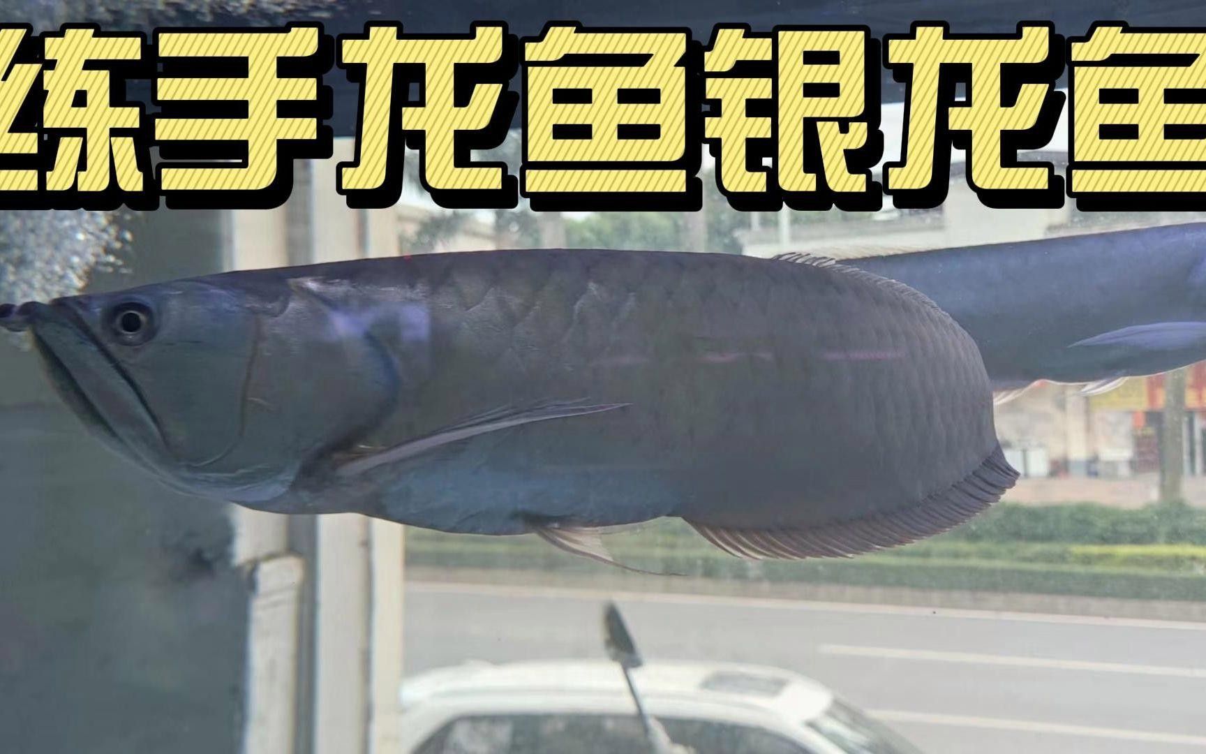 龍魚的常見品種及飼養現狀（關于龍魚的常見品種及種及其飼養現狀）