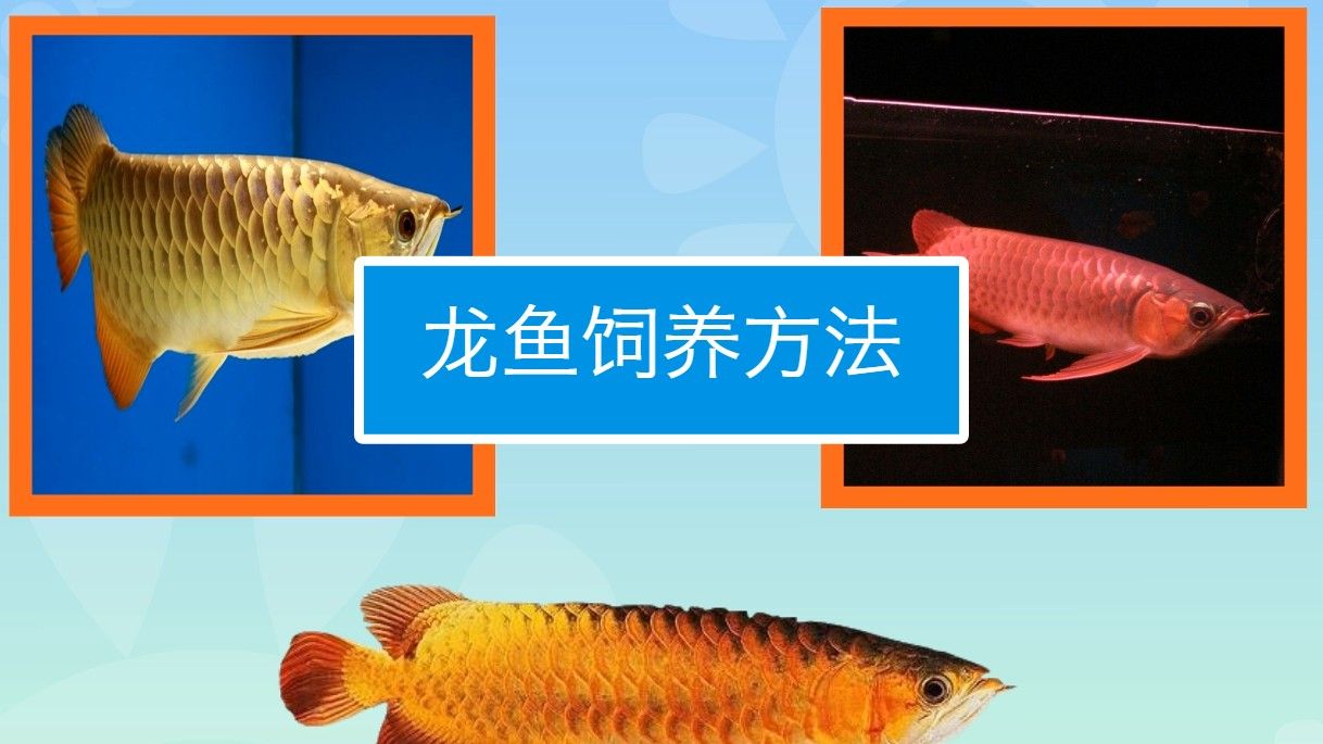龍魚的常見品種及飼養(yǎng)現(xiàn)狀（關(guān)于龍魚的常見品種及種及其飼養(yǎng)現(xiàn)狀）