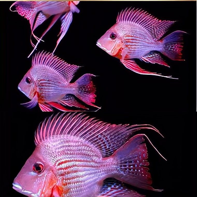 元寶鳳凰魚飼養全指南（元寶鳳凰與哪些魚種混養最好元寶鳳凰飼養全指南）