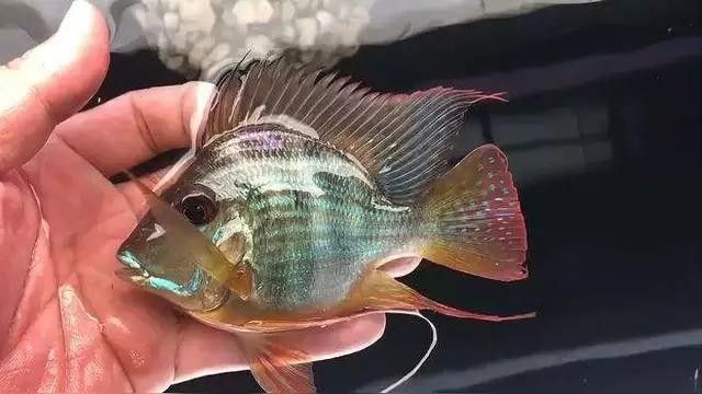 元寶鳳凰魚飼養全指南（元寶鳳凰與哪些魚種混養最好元寶鳳凰飼養全指南）