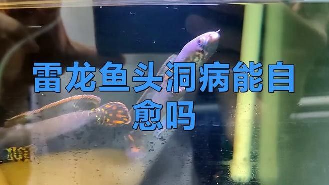 巴卡雷龍魚最常見的疾病是細(xì)菌性疾病之一是細(xì)菌性疾病之一（巴卡雷龍魚常見疾病及防治方法）