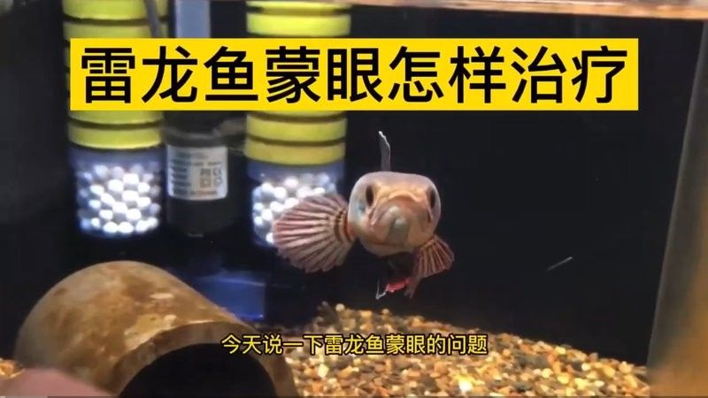 巴卡雷龍魚最常見的疾病是細(xì)菌性疾病之一是細(xì)菌性疾病之一（巴卡雷龍魚常見疾病及防治方法）