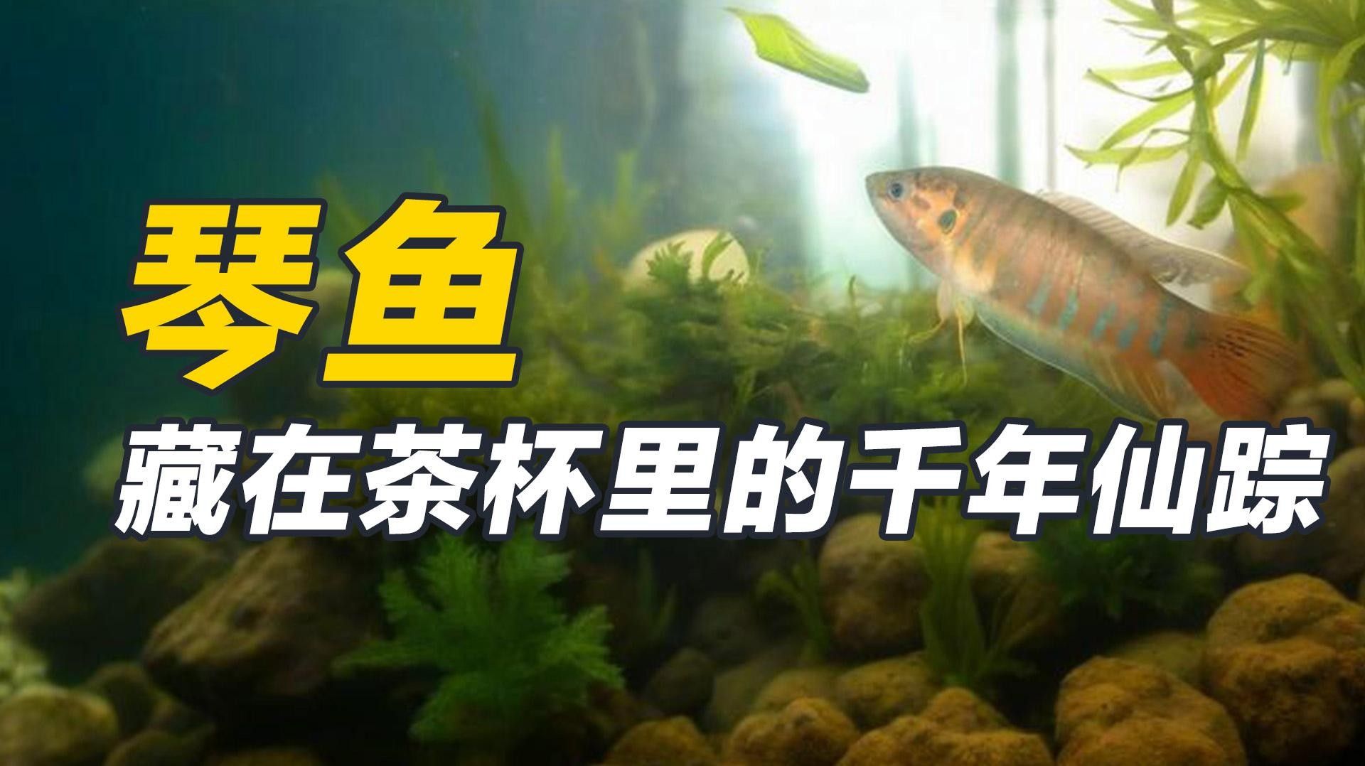 琴魚：藏在茶杯里的千年仙蹤秒懂大百科，“皖美好味道百縣名小吃”（<strong><mark>安徽</mark></strong>涇縣琴魚是一種獨特風味和營養價值的淡水魚類）