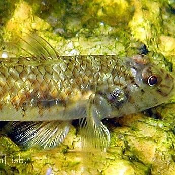 琴魚：藏在茶杯里的千年仙蹤秒懂大百科，“皖美好味道百縣名小吃”（安徽涇縣琴魚是一種獨特風味和營養價值的淡水魚類）