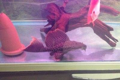 雷龍魚的飼養方式（為什么一些人選擇將白色朝上的魚缸過濾棉放在魚缸底部？）
