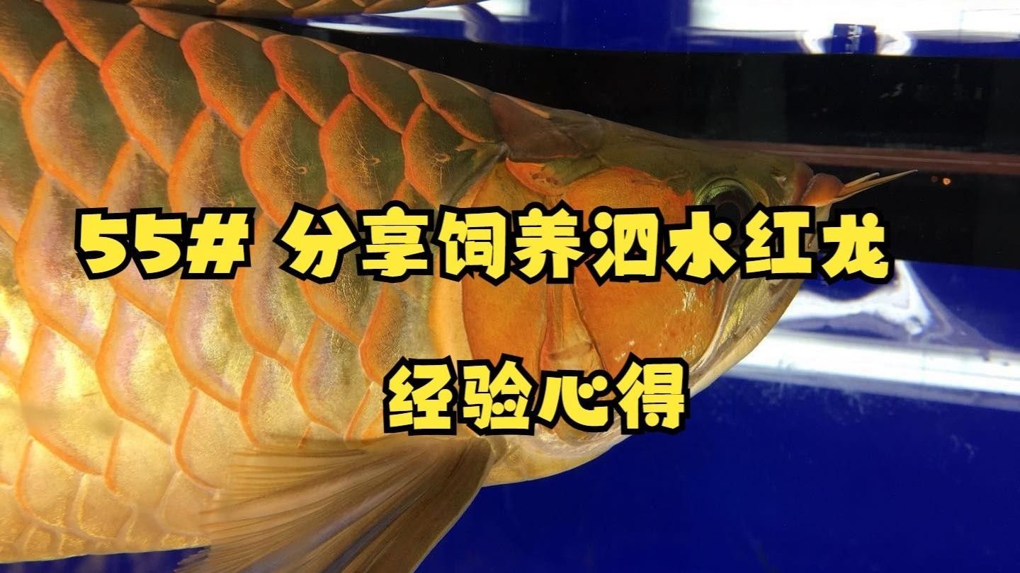 紅龍魚好養嗎drwheelcraft紅龍魚飼養注意事項（吳江紅龍魚飼養方法）