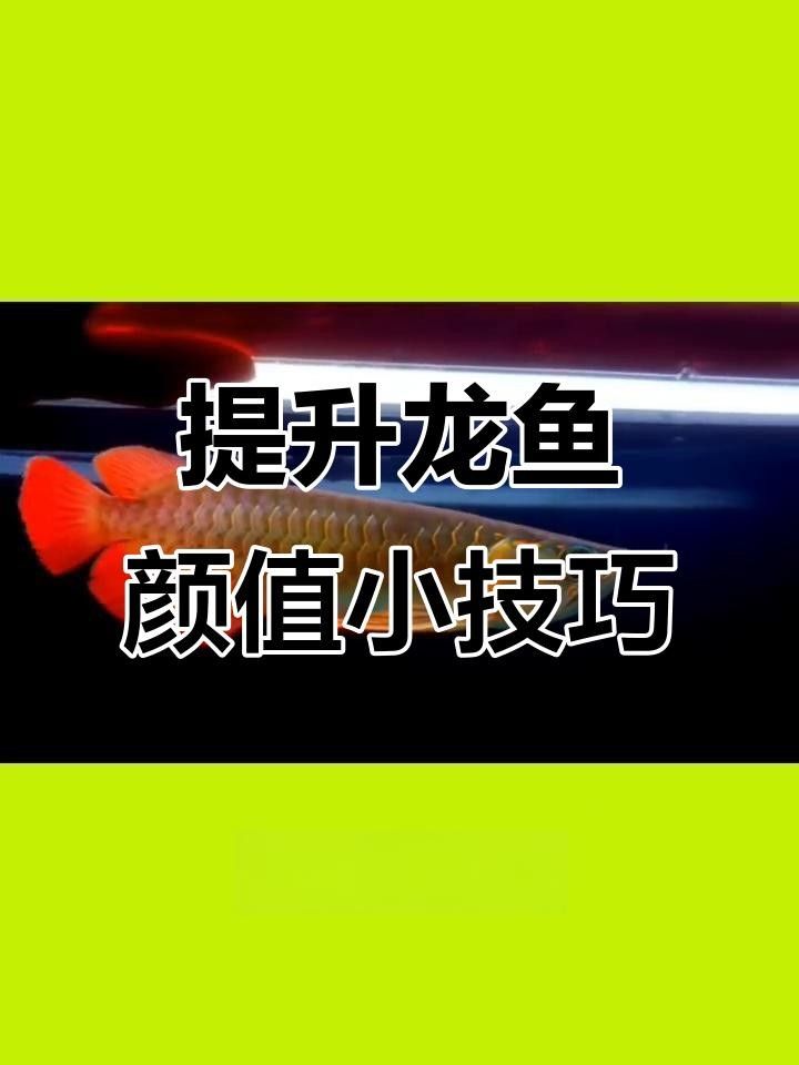龍魚的須子有什么作用？（龍魚的須子是否健康，如何判斷龍魚的須子是否健康）