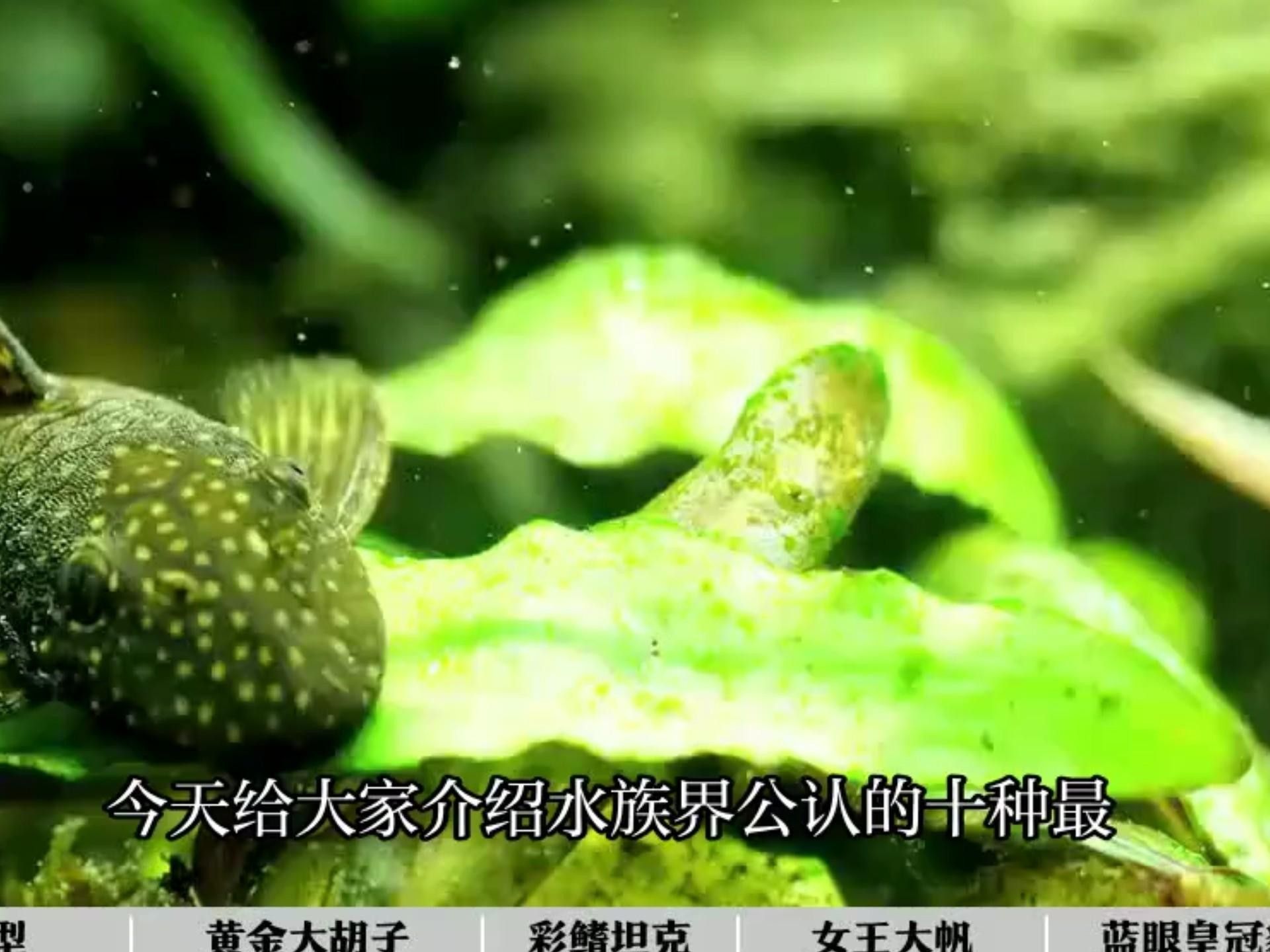 盤點十大最好看異形魚品種與獨特特征揭秘常見異形魚品種大揭秘（常見異形魚品種大揭秘,看看這些奇特魚類你認識嗎）