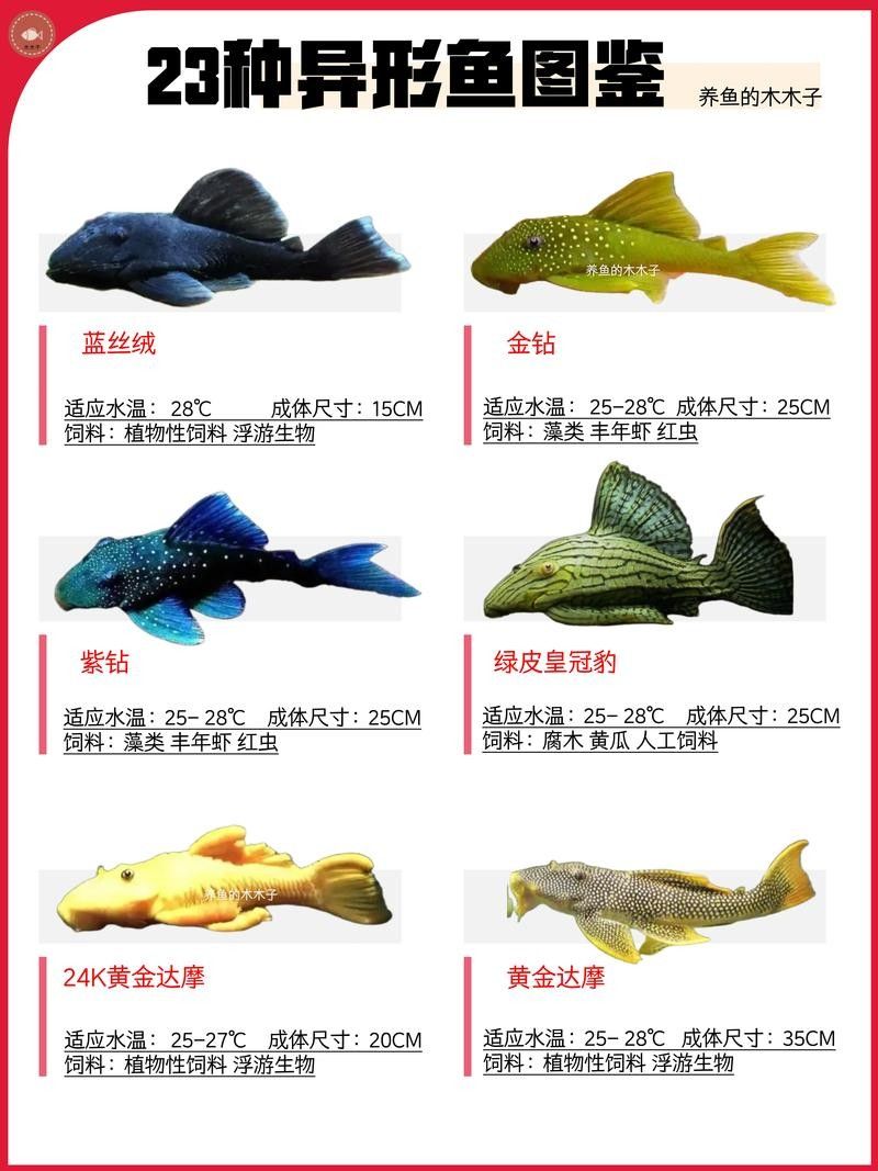盤點十大最好看異形魚品種與獨特特征揭秘常見異形魚品種大揭秘（常見異形魚品種大揭秘,看看這些奇特魚類你認識嗎）