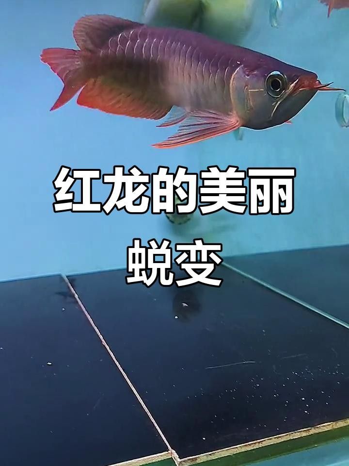 德令哈市尕海鎮(zhèn)虹鱒魚首銷助力鄉(xiāng)村振興德令哈紅龍魚（全網(wǎng)最詳細的養(yǎng)紅龍教程） 德令哈市尕海鎮(zhèn)虹鱒魚首銷助力鄉(xiāng)村振興德令哈紅龍魚（全網(wǎng)最詳細的養(yǎng)紅龍教程） 觀賞魚百科 第2張