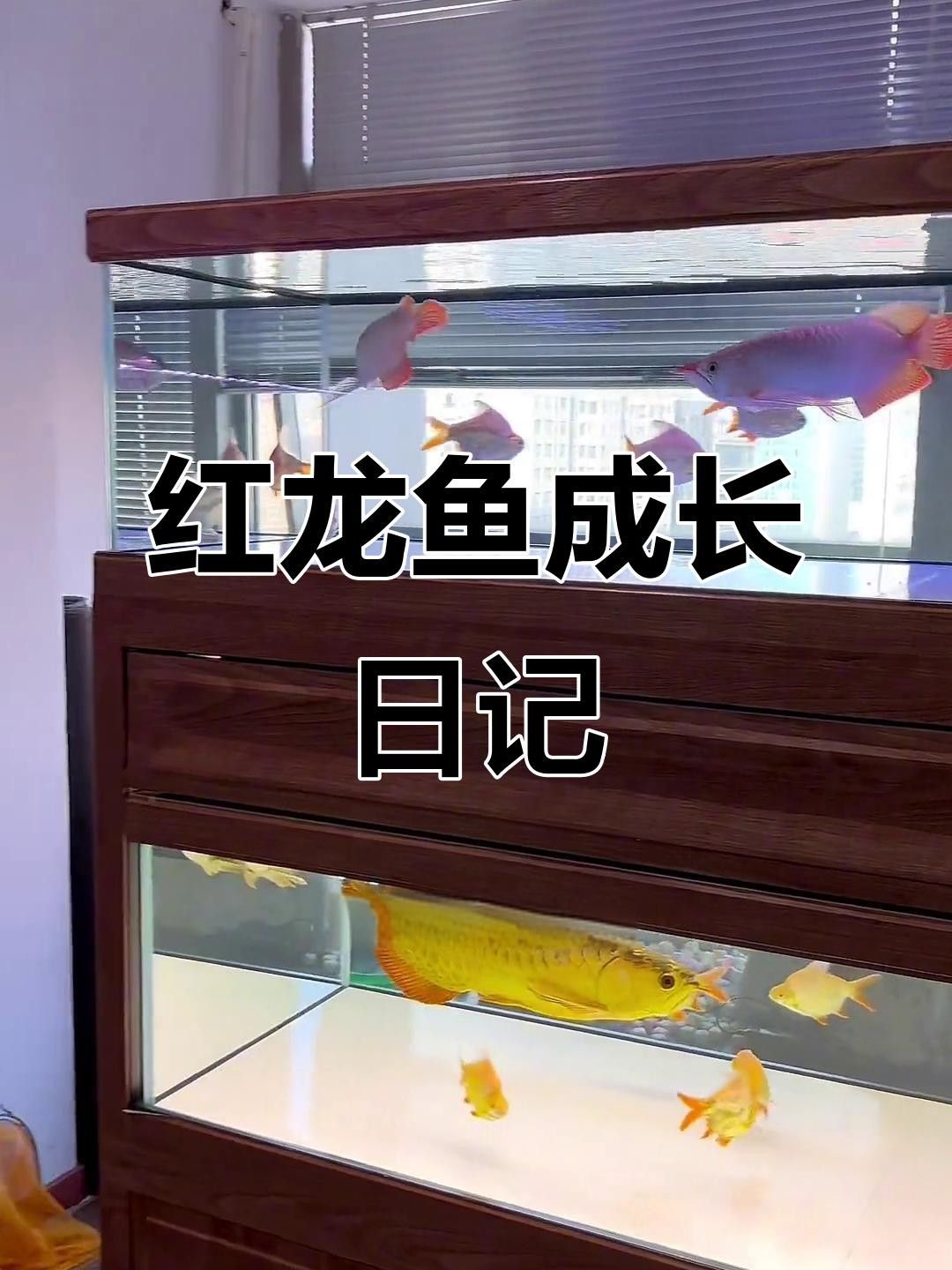 德令哈市尕海鎮(zhèn)虹鱒魚首銷助力鄉(xiāng)村振興德令哈紅龍魚（全網(wǎng)最詳細的養(yǎng)紅龍教程） 德令哈市尕海鎮(zhèn)虹鱒魚首銷助力鄉(xiāng)村振興德令哈紅龍魚（全網(wǎng)最詳細的養(yǎng)紅龍教程） 觀賞魚百科 第4張