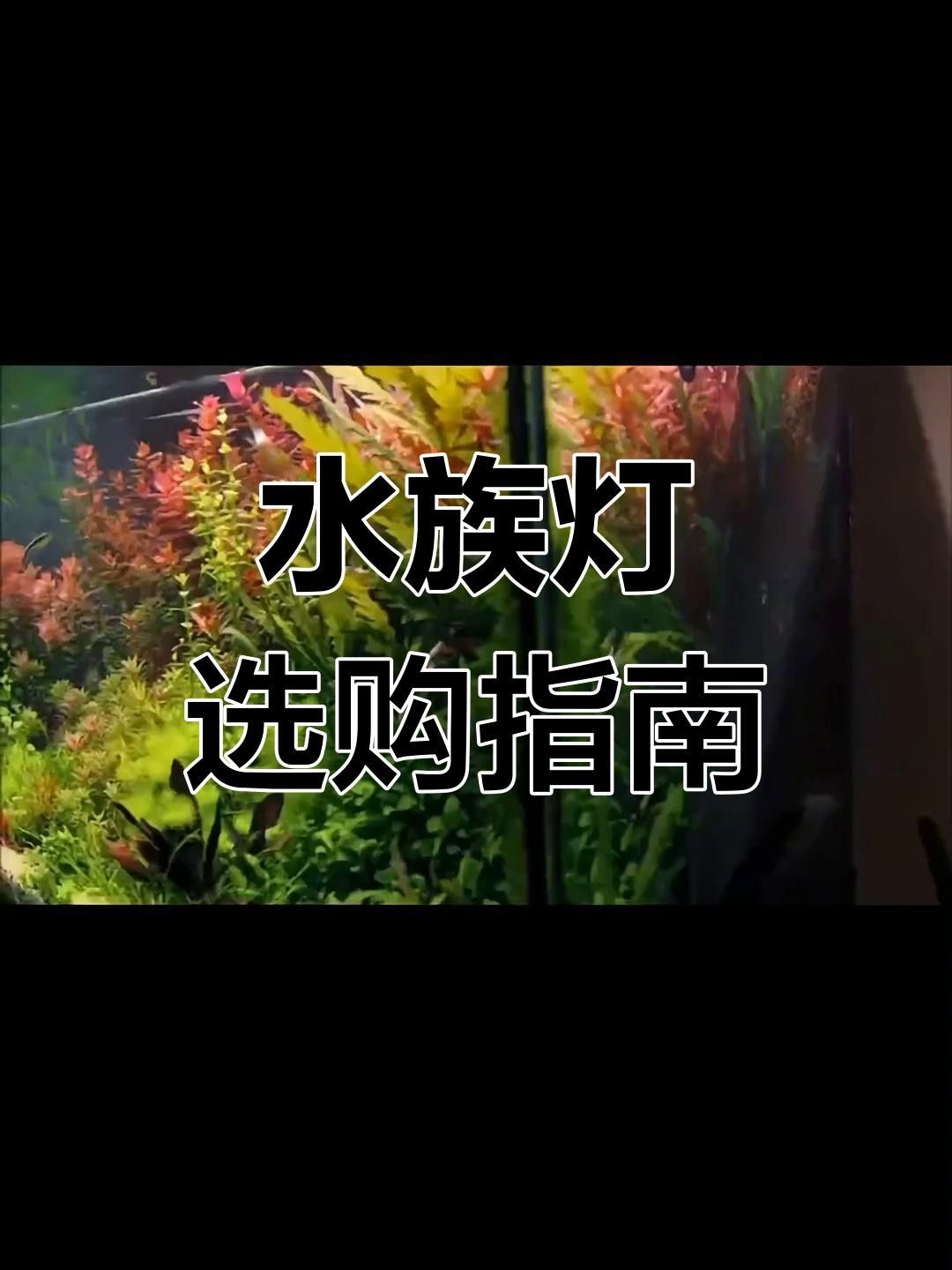 十大名牌水燈排行榜品牌網水下燈十大品牌排行榜品牌排行榜（十大名牌水燈排名十大名牌水燈中哪款評價最好） 十大名牌水燈排行榜品牌網水下燈十大品牌排行榜品牌排行榜（十大名牌水燈排名十大名牌水燈中哪款評價最好） 觀賞魚百科 第2張