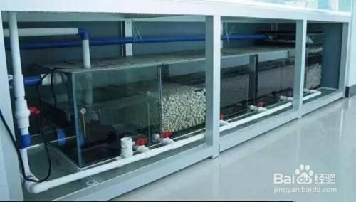 龍魚吐白色的東西是什么，如果能碰巧解決你現(xiàn)在面臨的問題（水龍魚吐白色的東西是什么？）