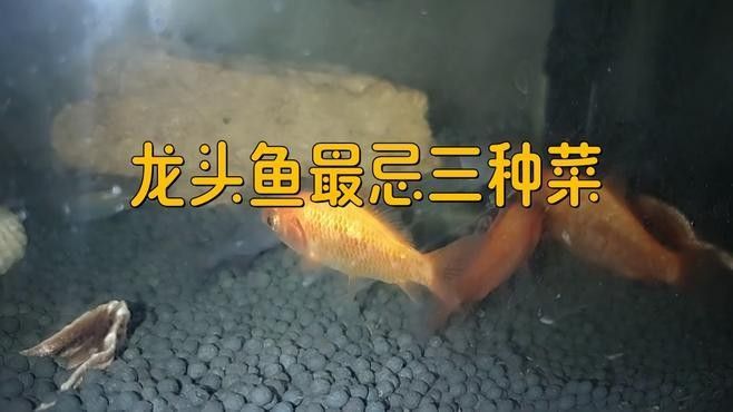 龍頭魚盡量少吃，背后原因你必須知道（同江龍魚為何要盡量少吃澳擎智囊）