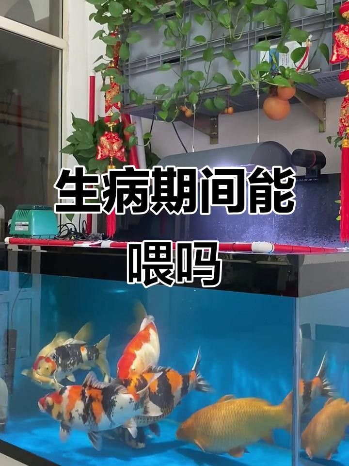 龍魚生病期間如何喂食？龍魚生病期間應該吃什么食物？（魚在生病期間喂食需要謹慎處理的問題，龍魚喂食誤區）