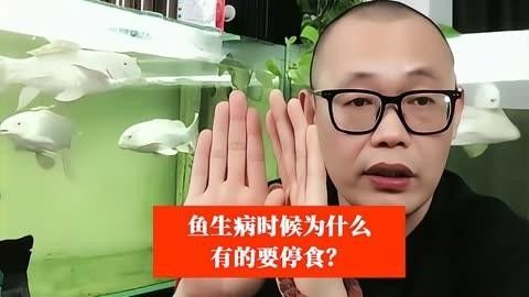 龍魚生病期間如何喂食？龍魚生病期間應該吃什么食物？（魚在生病期間喂食需要謹慎處理的問題，龍魚喂食誤區）
