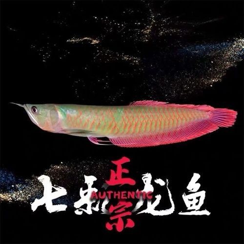 彩金龍魚的價格因地區、市場供求關系以及購買渠道的不同而有所差異（一條七彩金龍魚的價格是多少？）