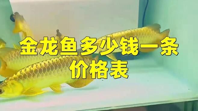 彩金龍魚的價格因地區、市場供求關系以及購買渠道的不同而有所差異（一條七彩金龍魚的價格是多少？）
