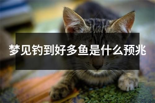 雷龍魚好看又好養，（什么雷龍魚好看又好養）