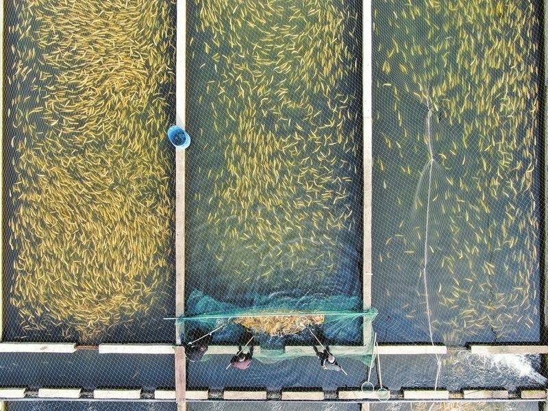 洪洞金龍魚養殖前景如何？（山西省洪洞縣與“金龍魚”相關的信息,洪洞金龍魚飼養技巧）
