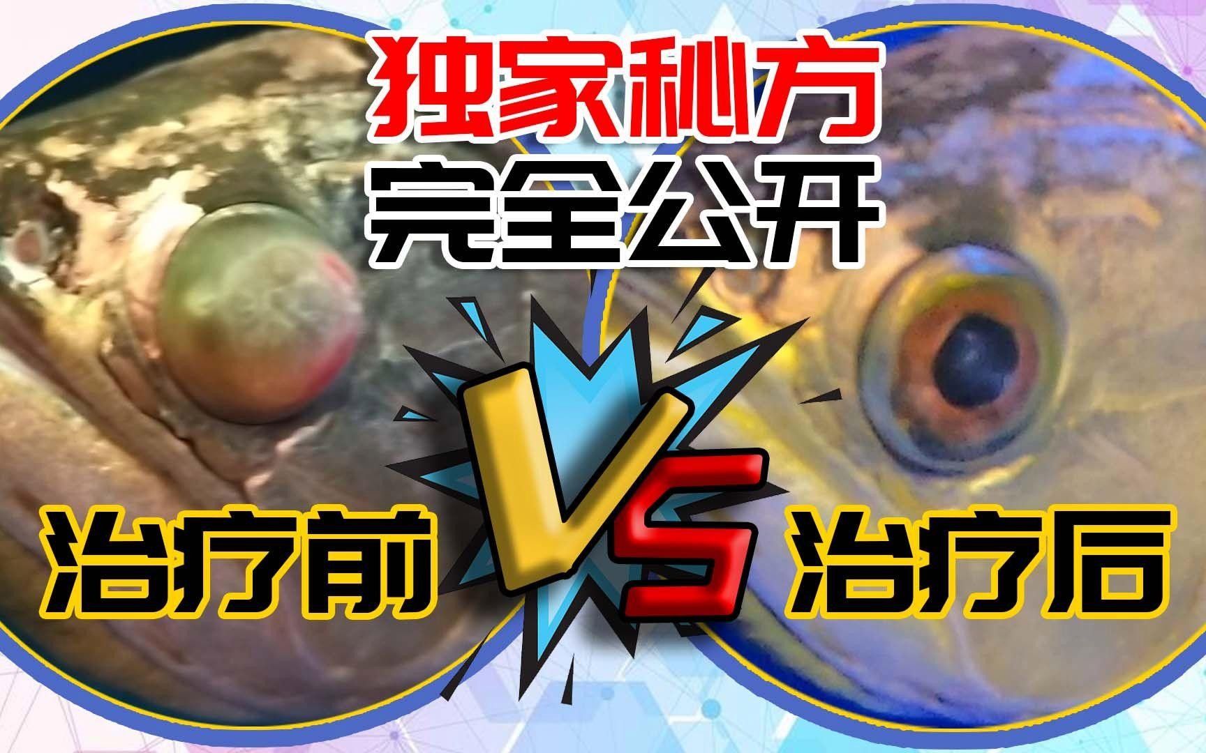 龍魚蒙眼病的成因與治療-亮哥養魚頻道嗶哩嗶哩嗶哩（實戰講解龍魚蒙眼病的成因與治療）