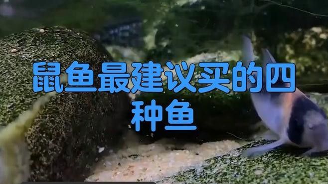 鼠魚最建議買的四種魚，你養過幾種（適合新手飼養的鼠魚品種不僅價格親民而且皮實好養）