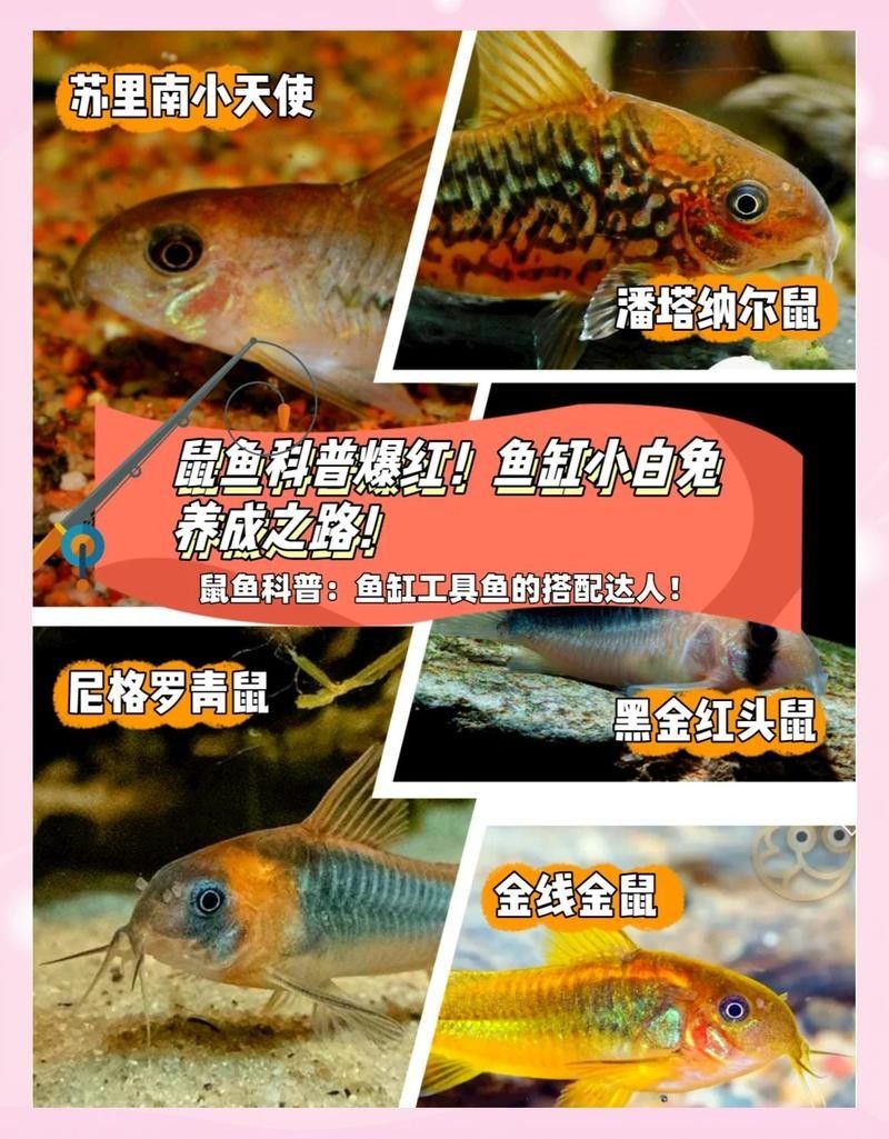 鼠魚最建議買的四種魚，你養過幾種（適合新手飼養的鼠魚品種不僅價格親民而且皮實好養）