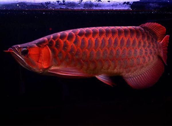 紅龍魚價格表（25厘米一條紅龍魚價格表25厘米紅龍魚價格表） 紅龍魚價格表（25厘米一條紅龍魚價格表25厘米紅龍魚價格表） 觀賞魚百科 第3張