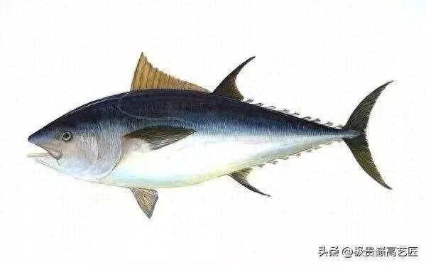 白金龍魚多少錢余姚饞客雷達十大最貴金龍魚觀測站（世界上十大最貴的觀賞魚，第一售價超過400萬）