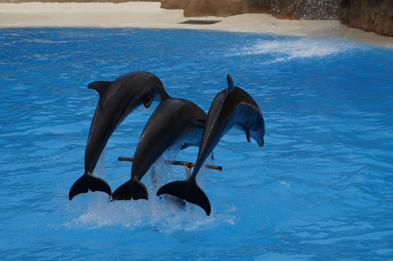 金魚怎么養長得快（金魚吃什么可以長得快）