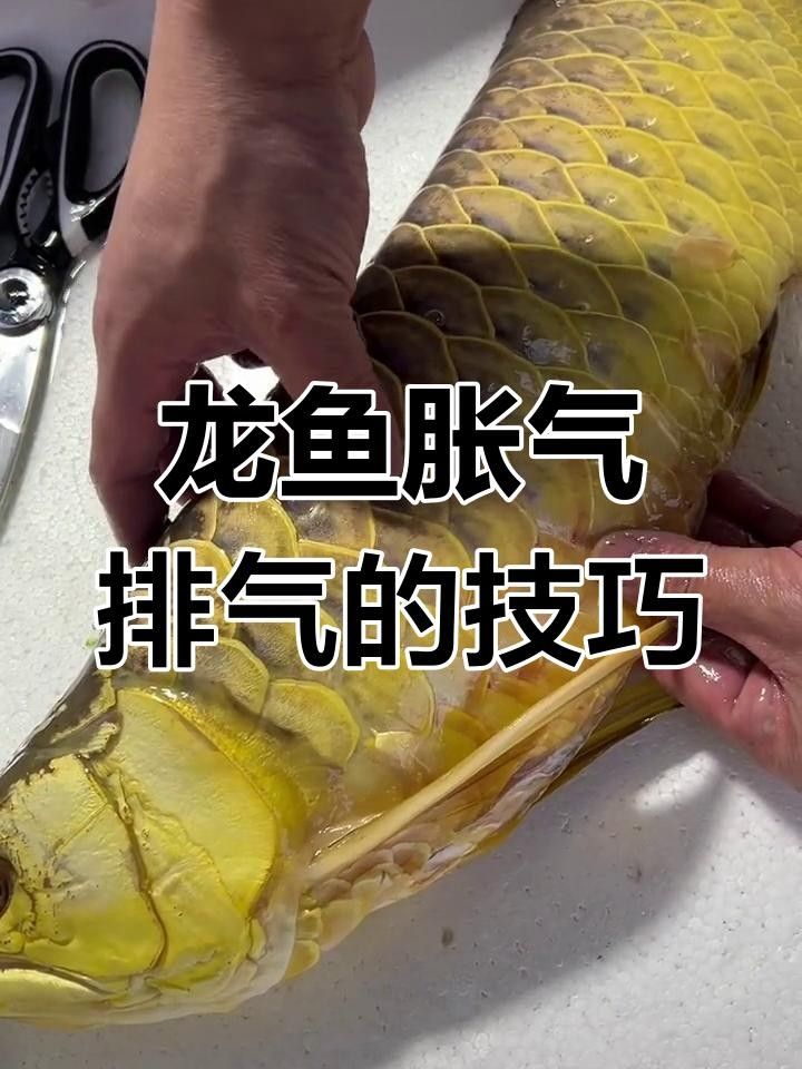 龍魚腹部脹是什么原因造成的（龍魚脹氣可能由多種原因引起，以下四種可能導(dǎo)致龍魚脹氣）
