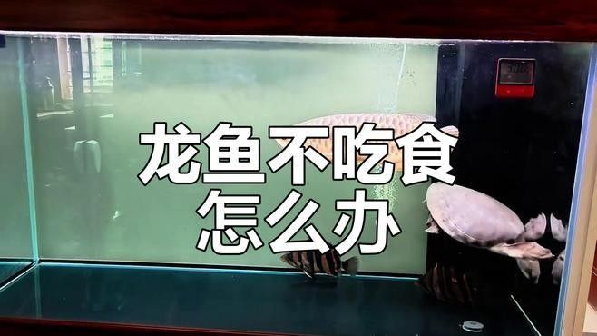 龍魚腹部脹是什么原因造成的（龍魚脹氣可能由多種原因引起，以下四種可能導(dǎo)致龍魚脹氣）