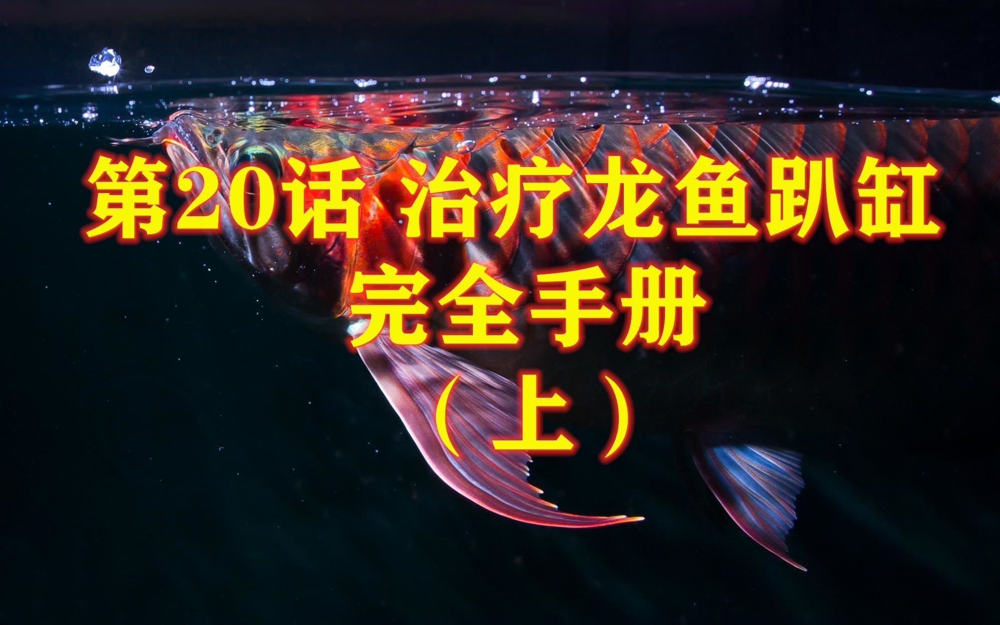 龍魚趴缸的恢復時間因具體原因而異（九州追夢旅行家龍魚趴缸恢復時間因具體原因而異） 龍魚趴缸的恢復時間因具體原因而異（九州追夢旅行家龍魚趴缸恢復時間因具體原因而異） 觀賞魚百科 第6張