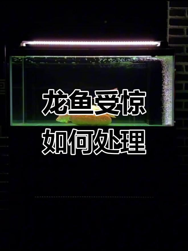 龍魚趴缸的恢復時間因具體原因而異（九州追夢旅行家龍魚趴缸恢復時間因具體原因而異） 龍魚趴缸的恢復時間因具體原因而異（九州追夢旅行家龍魚趴缸恢復時間因具體原因而異） 觀賞魚百科 第3張