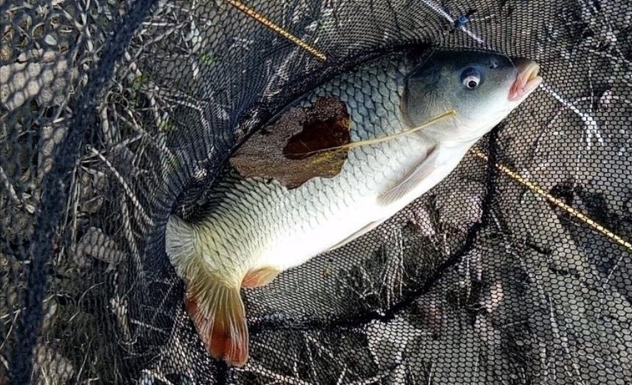 粗線魚是吉兆還是兇兆夢見粗線魚在民俗文化中還有哪些寓意（夢見粗線魚是吉兆還是兇兆）