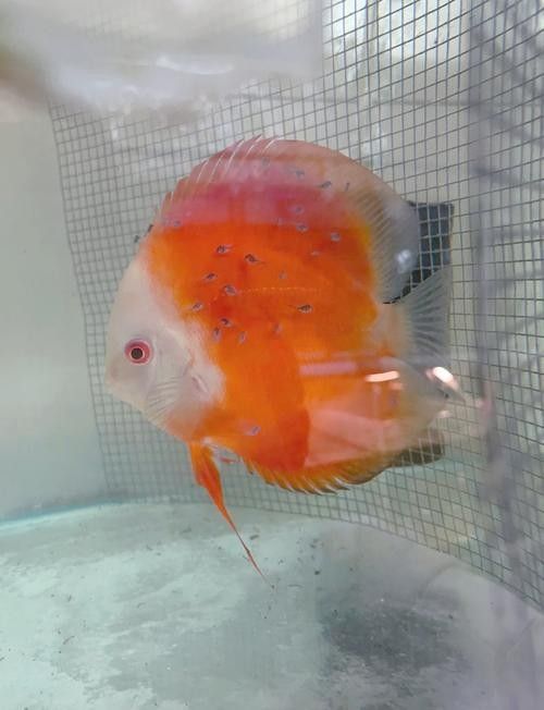 神仙魚的常見病狀及其典型癥狀（神仙魚可能遇到的常見病狀及其典型癥狀及其典型癥狀）