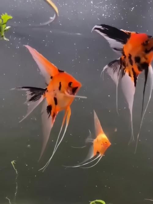 神仙魚的常見病狀及其典型癥狀（神仙魚可能遇到的常見病狀及其典型癥狀及其典型癥狀）