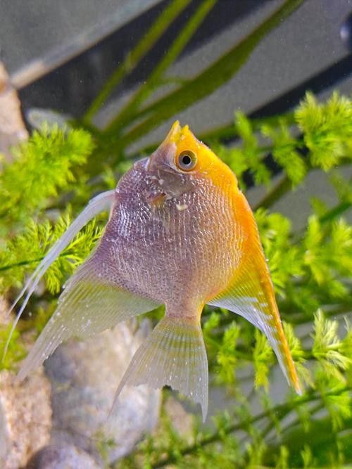 神仙魚的常見病狀及其典型癥狀（神仙魚可能遇到的常見病狀及其典型癥狀及其典型癥狀）