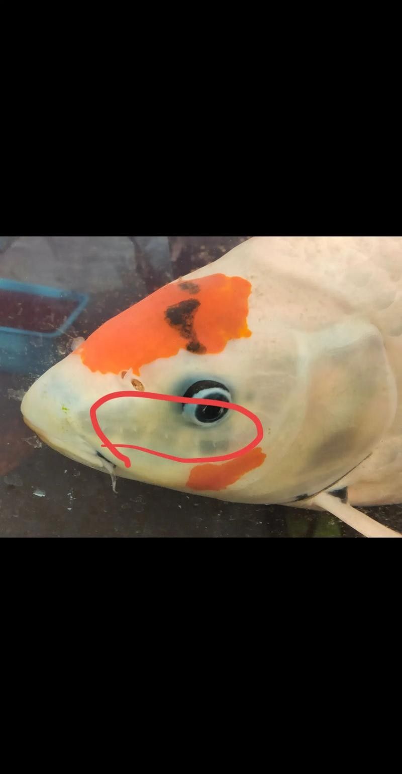 神仙魚的常見病狀及其典型癥狀（神仙魚可能遇到的常見病狀及其典型癥狀及其典型癥狀）