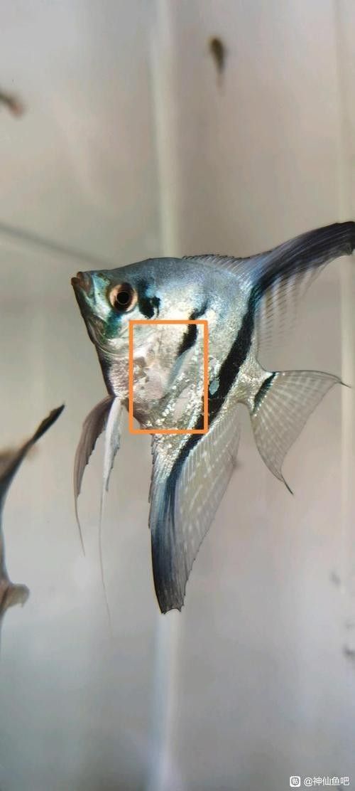 神仙魚的常見病狀及其典型癥狀（神仙魚可能遇到的常見病狀及其典型癥狀及其典型癥狀）