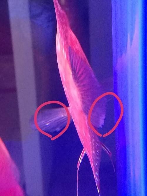 神仙魚的常見病狀及其典型癥狀（神仙魚可能遇到的常見病狀及其典型癥狀及其典型癥狀）