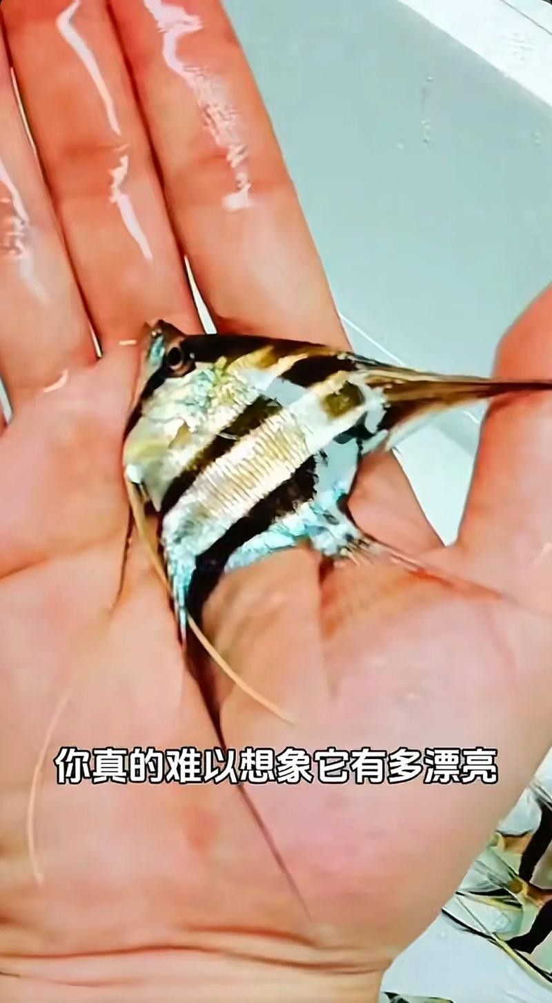 神仙魚的常見病狀及其典型癥狀（神仙魚可能遇到的常見病狀及其典型癥狀及其典型癥狀）